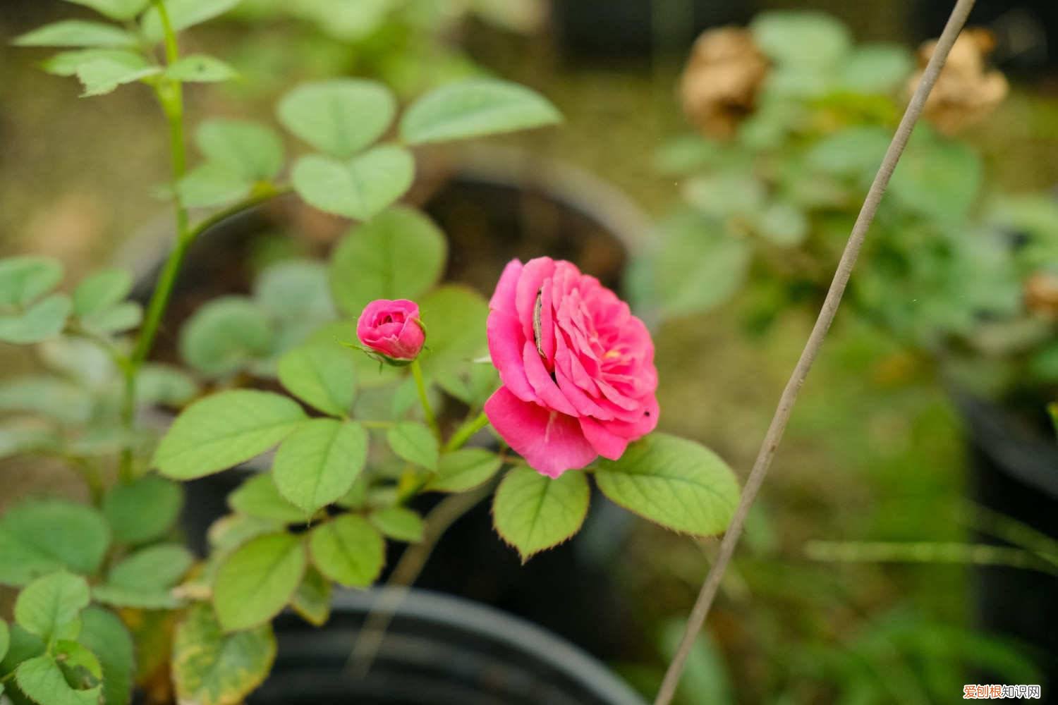 用什么树嫁接月季 柳树嫁接月季的方法