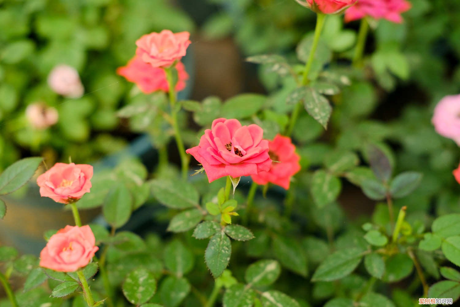 用什么树嫁接月季 柳树嫁接月季的方法