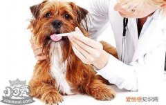 狗狗哮喘的症状吃什么药 狗狗哮喘吃什么药