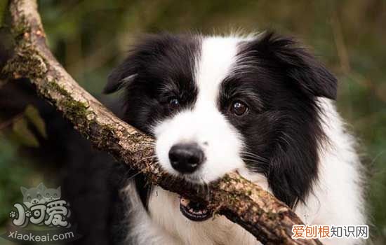 狗狗微量元素吃多了的危害 狗狗微量元素吃多了会怎样