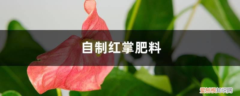 红掌用什么肥 自制红掌肥料