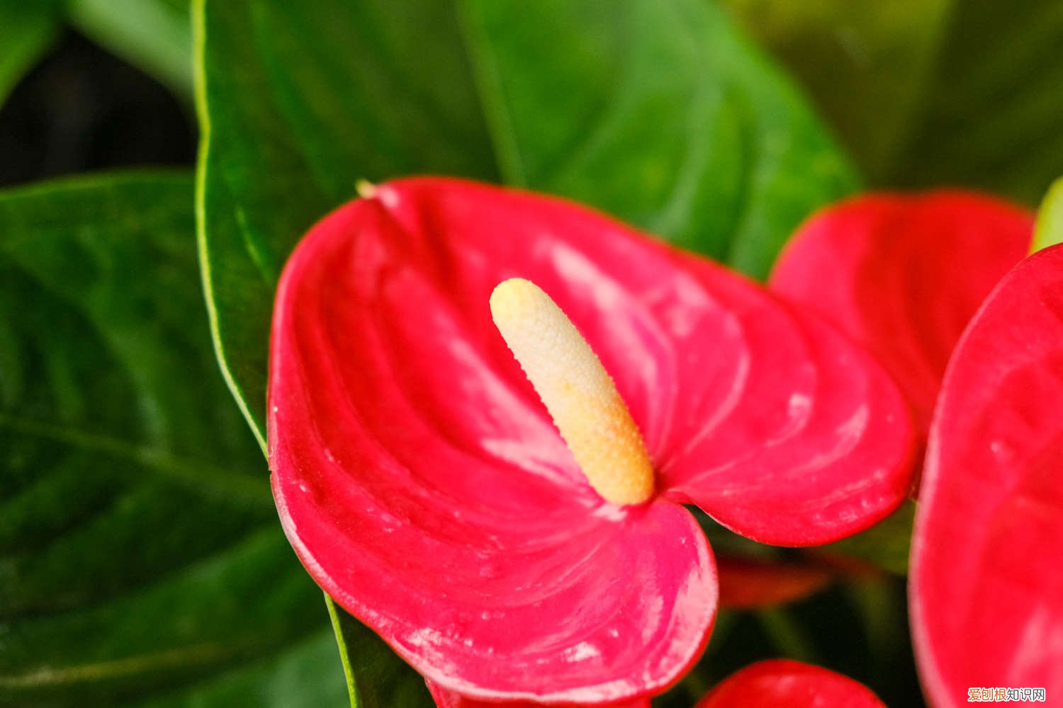 红掌用什么肥 自制红掌肥料