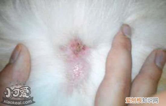 狗狗皮肤病可以用人的药吗知乎 狗狗皮肤病可以用人的药吗