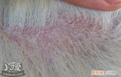 狗狗皮肤病可以用人的药吗知乎 狗狗皮肤病可以用人的药吗