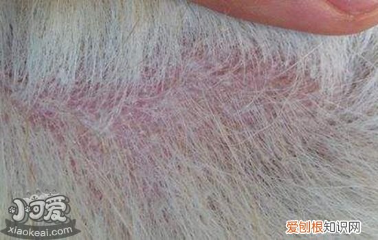 狗狗皮肤病可以用人的药吗知乎 狗狗皮肤病可以用人的药吗