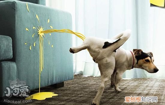 狗狗尿发黄怎么回事 狗狗也要和人类一样多喝水哦