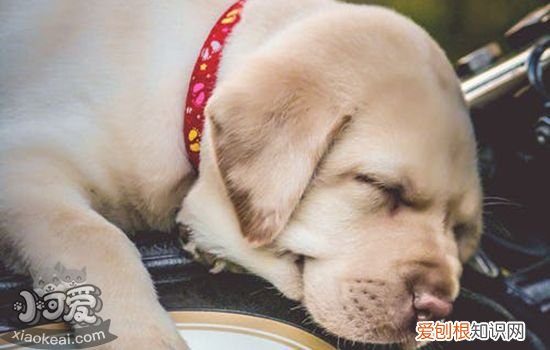 狗狗尿发黄怎么回事 狗狗也要和人类一样多喝水哦