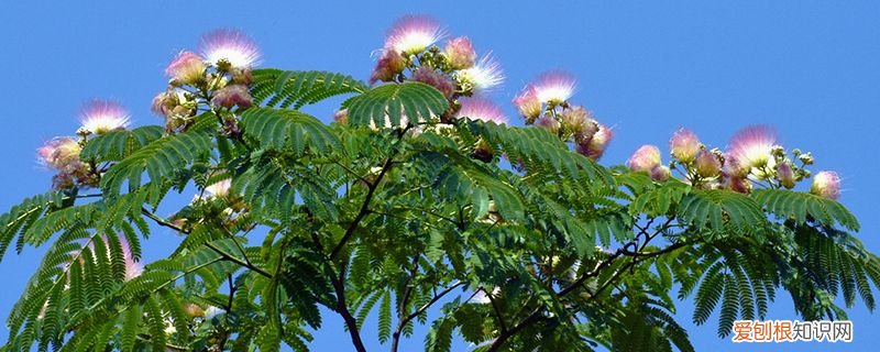 草木灰可以用来种花吗 哪些花可以用草木灰