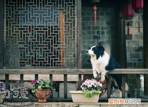 犬瘟细小是什么引起的 犬瘟和细小是什么