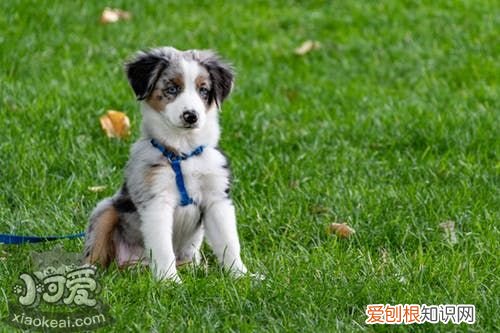 犬瘟细小是什么引起的 犬瘟和细小是什么