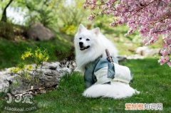 犬瘟细小是什么引起的 犬瘟和细小是什么