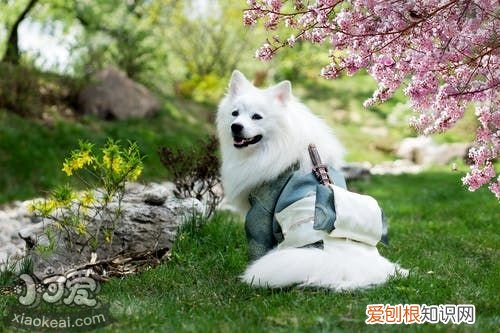 犬瘟细小是什么引起的 犬瘟和细小是什么