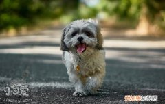 狗狗妈咪爱的主治功能 狗狗吃多了就来点妈咪爱