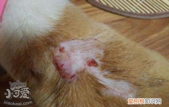 狗狗烧伤可以自愈吗 狗狗烫伤可以自愈吗