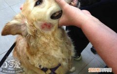 狗狗烧伤可以自愈吗 狗狗烫伤可以自愈吗