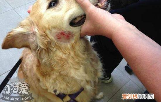 狗狗烧伤可以自愈吗 狗狗烫伤可以自愈吗