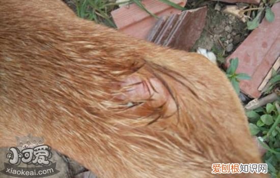 狗狗烧伤可以自愈吗 狗狗烫伤可以自愈吗