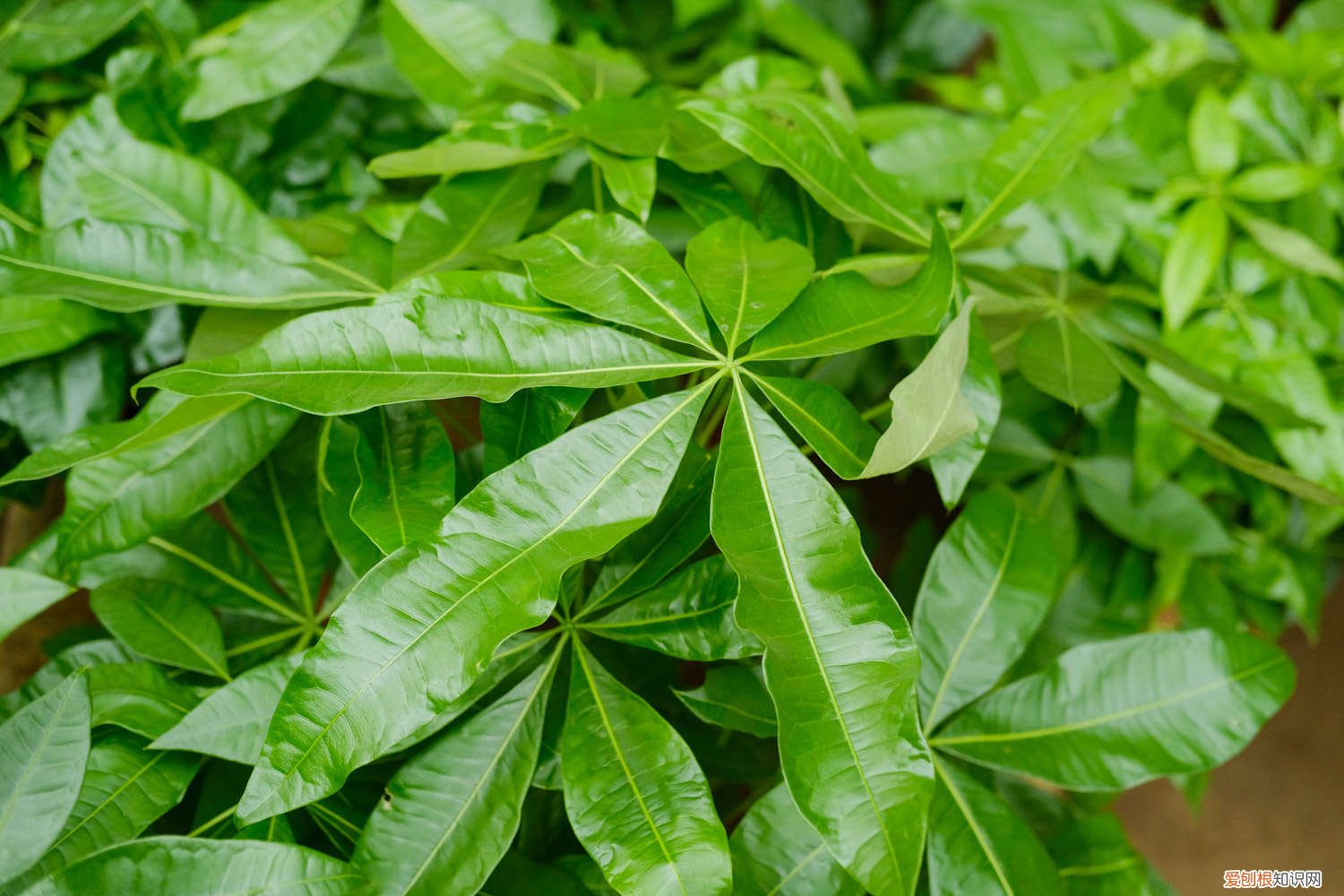 发财树锯掉一截怎么养 发财树锯断后教程