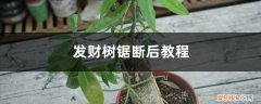 发财树锯掉一截怎么养 发财树锯断后教程