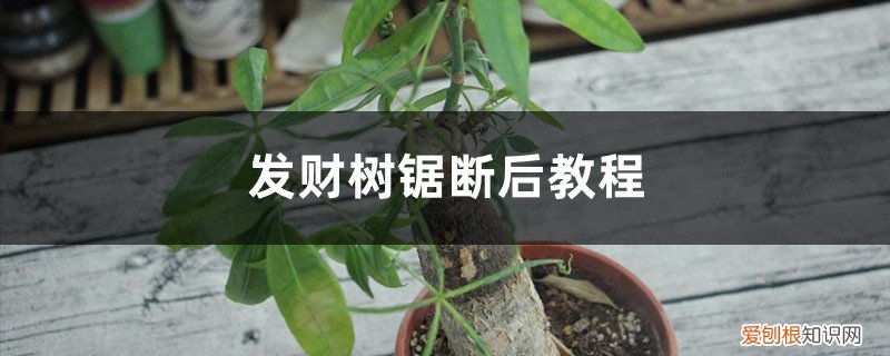发财树锯掉一截怎么养 发财树锯断后教程