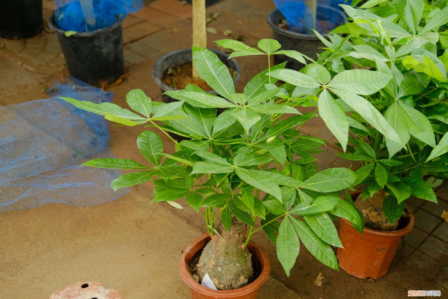 发财树锯掉一截怎么养 发财树锯断后教程