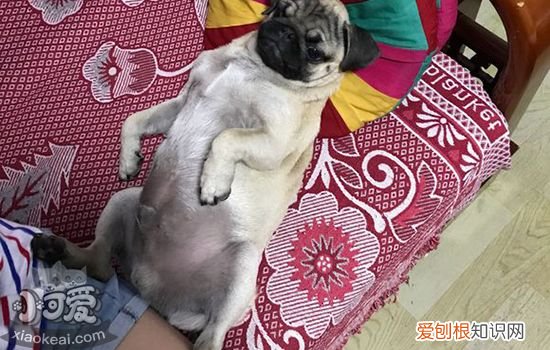 狗狗皮肤发黑什么原因 狗狗皮肤发黑是为什么