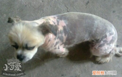 狗狗皮肤发黑什么原因 狗狗皮肤发黑是为什么