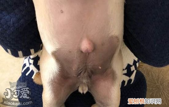 狗狗皮肤发黑什么原因 狗狗皮肤发黑是为什么