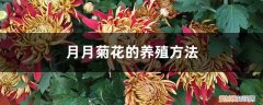 盆栽月月菊的养殖方法 月月菊花的养殖方法