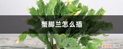 蟹爪兰怎样插 蟹脚兰怎么插