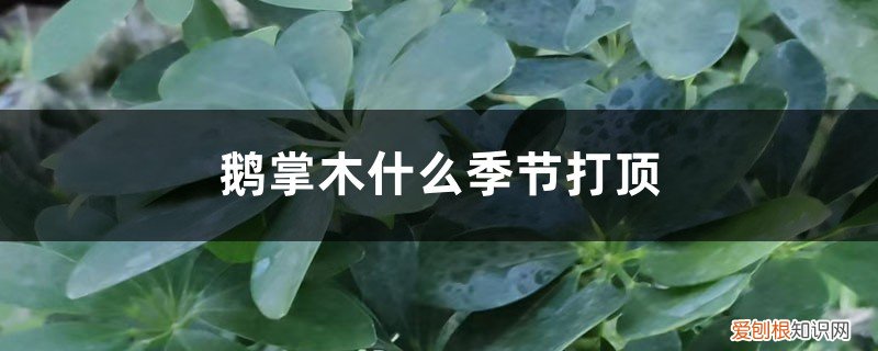 鹅掌木开花是好兆头吗 鹅掌木什么季节打顶