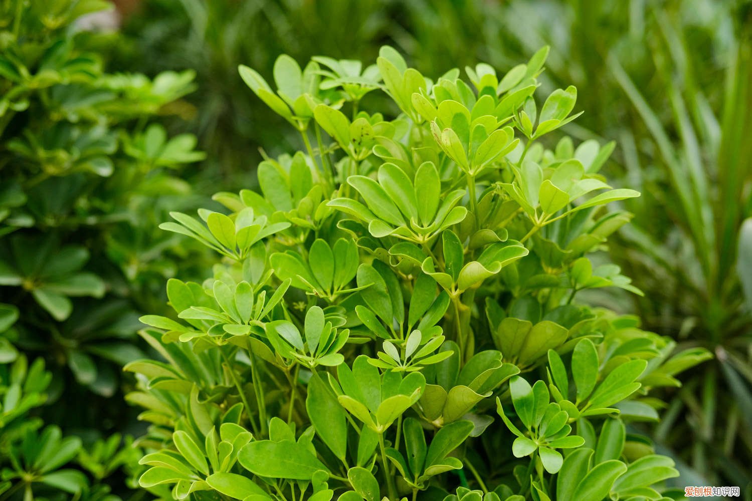 鹅掌木开花是好兆头吗 鹅掌木什么季节打顶