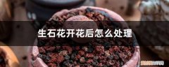 生石花开花后有种子吗图片 生石花开花后有种子吗