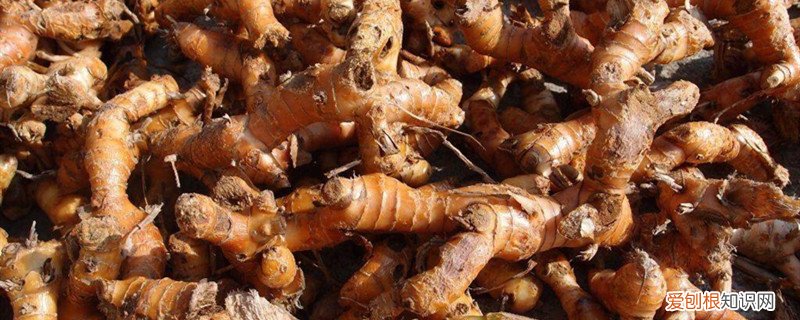 沙姜怎么种植技术 沙姜怎么种植