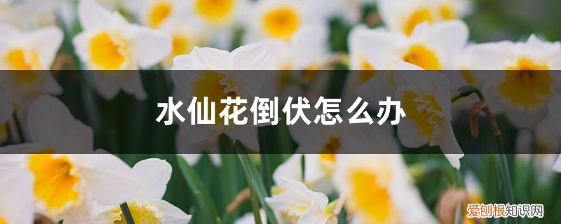 水仙叶子倒伏咋办 水仙花倒伏怎么办