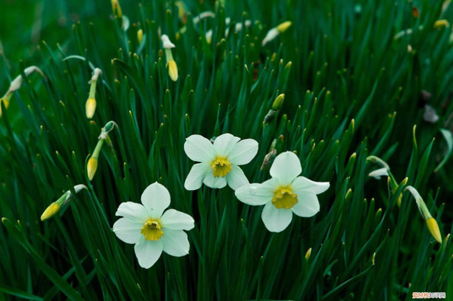 水仙叶子倒伏咋办 水仙花倒伏怎么办