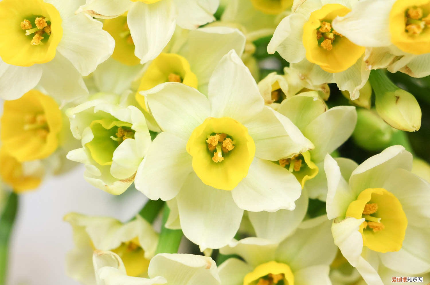 水仙叶子倒伏咋办 水仙花倒伏怎么办