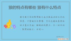 狼的特点有哪些 狼有什么特点