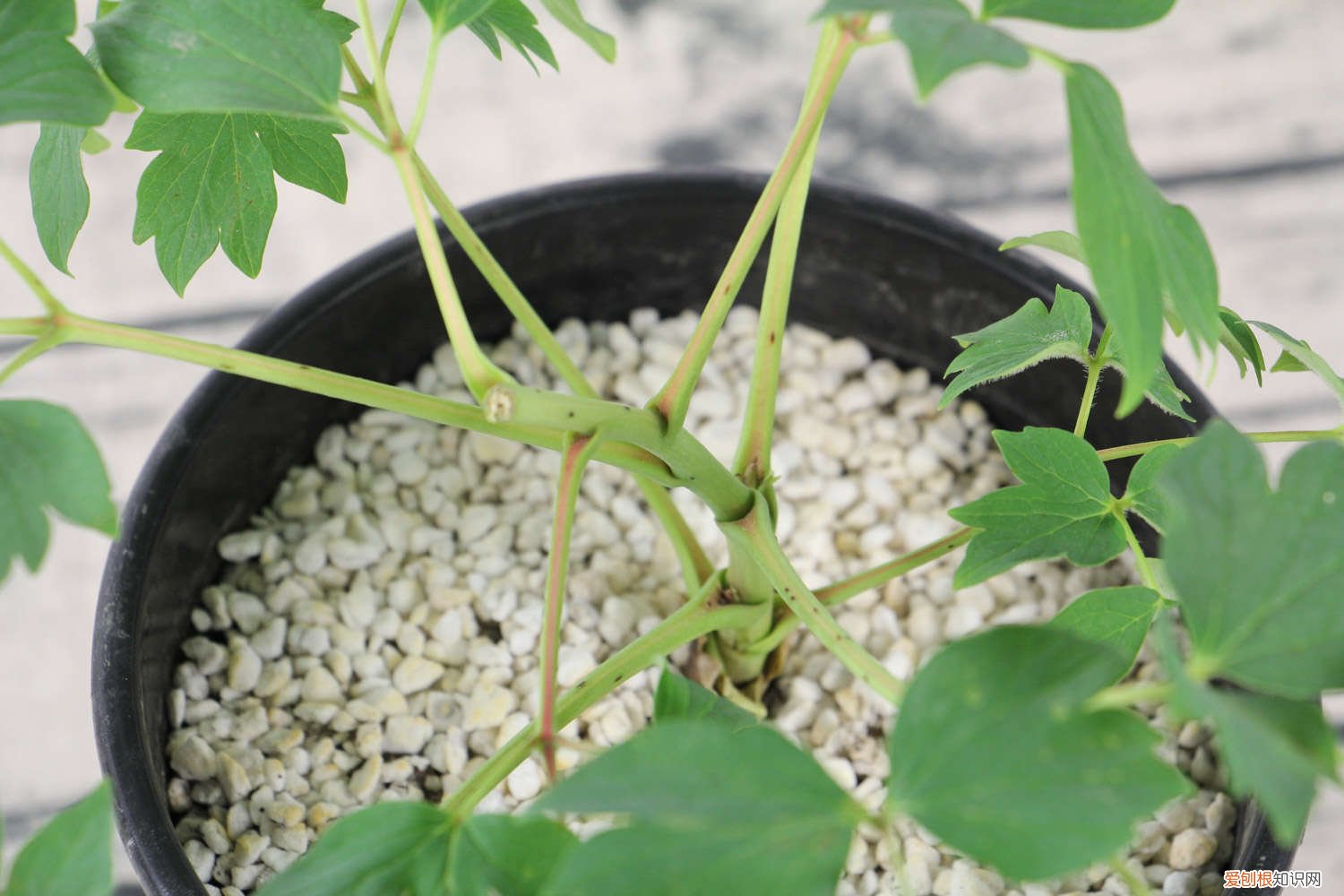 牡丹花需要施什么肥 牡丹花怎样种植及施肥