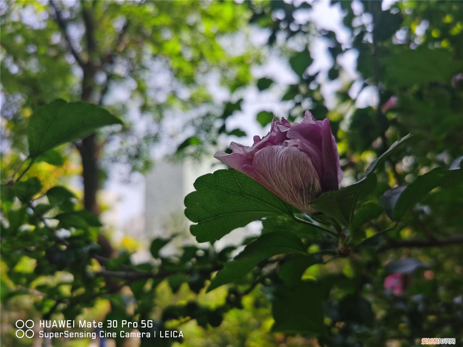 木槿花洗根能活吗 木槿枝泡水能生根吗