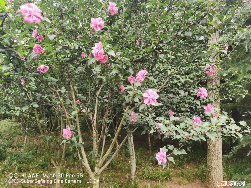 木槿花洗根能活吗 木槿枝泡水能生根吗