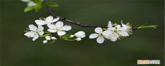 李子树怎么嫁接李子树李子树怎么嫁接 李子树怎么嫁接