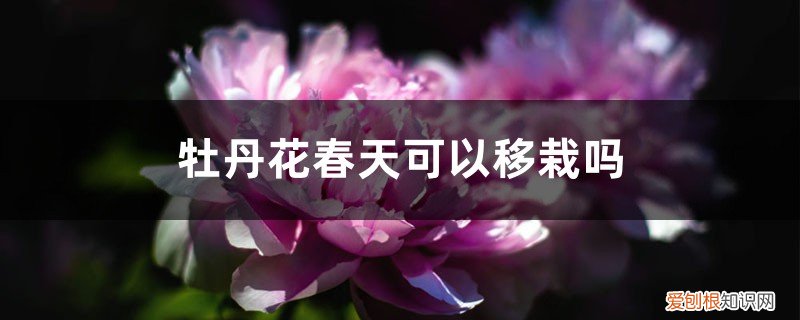 牡丹花春天可以移栽吗视频 牡丹花春天可以移栽吗