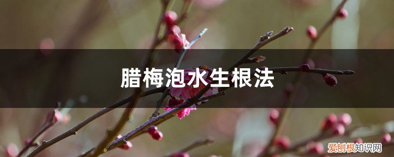 腊梅泡水生根法图片 腊梅泡水生根法