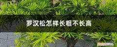 罗汉松怎么样变矮变粗 罗汉松怎样长粗不长高