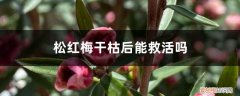 红梅干枯后怎么救活 松红梅干枯后能救活吗