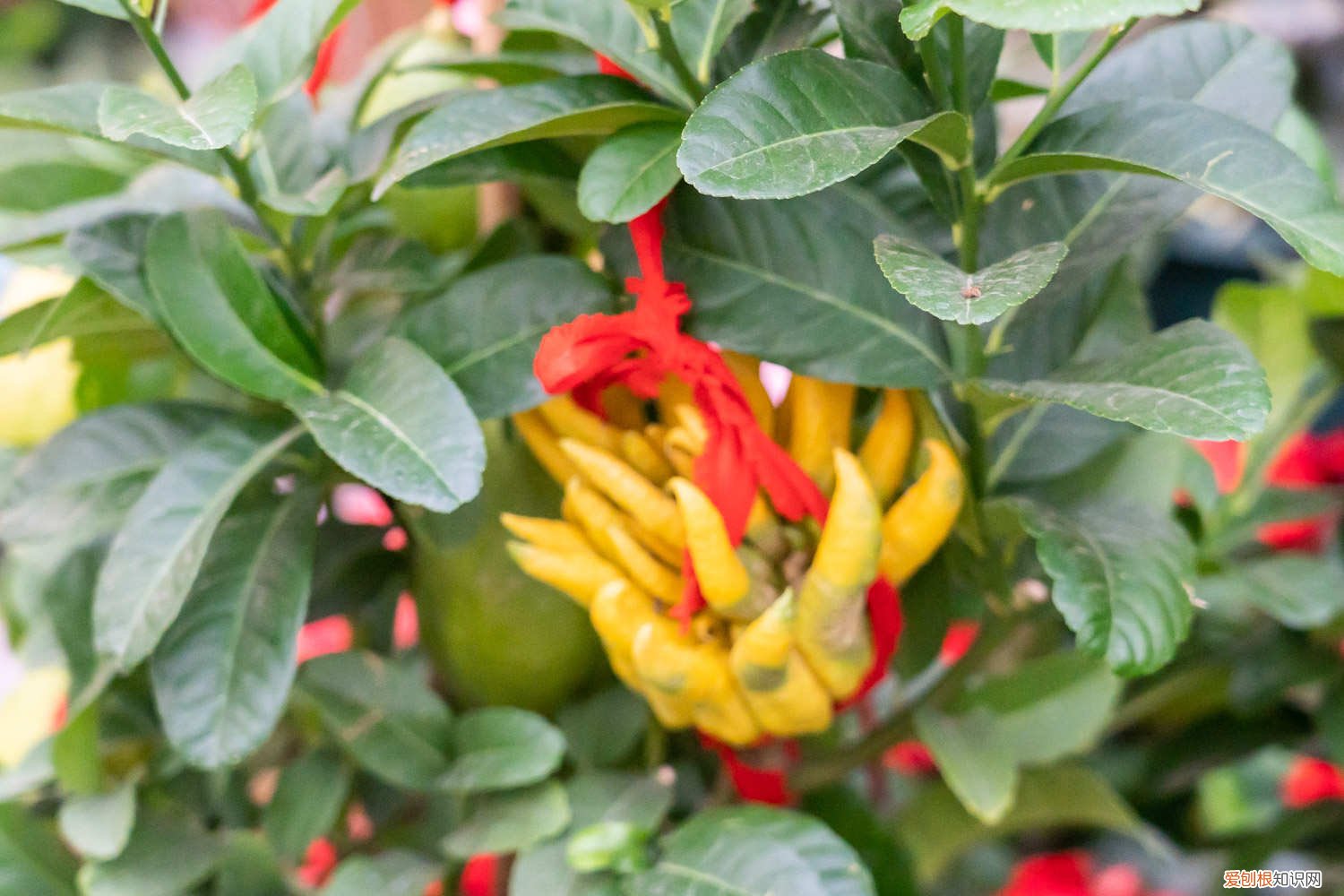 佛手瓜什么时候种植最好 时间 佛手瓜几月份种植