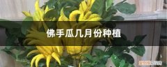 佛手瓜什么时候种植最好 时间 佛手瓜几月份种植