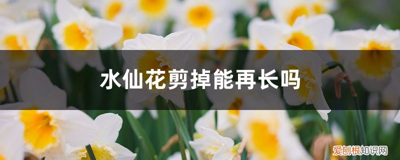 水仙花剪掉还能长吗 水仙花剪掉能再长吗