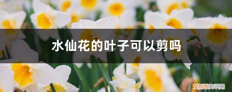 水仙花叶子可以全剪吗 水仙花的叶子可以剪吗